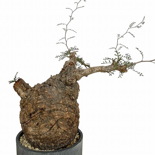 オペルクリカリア パキプス(Operculicarya pachypus) 5号｜芳樹園