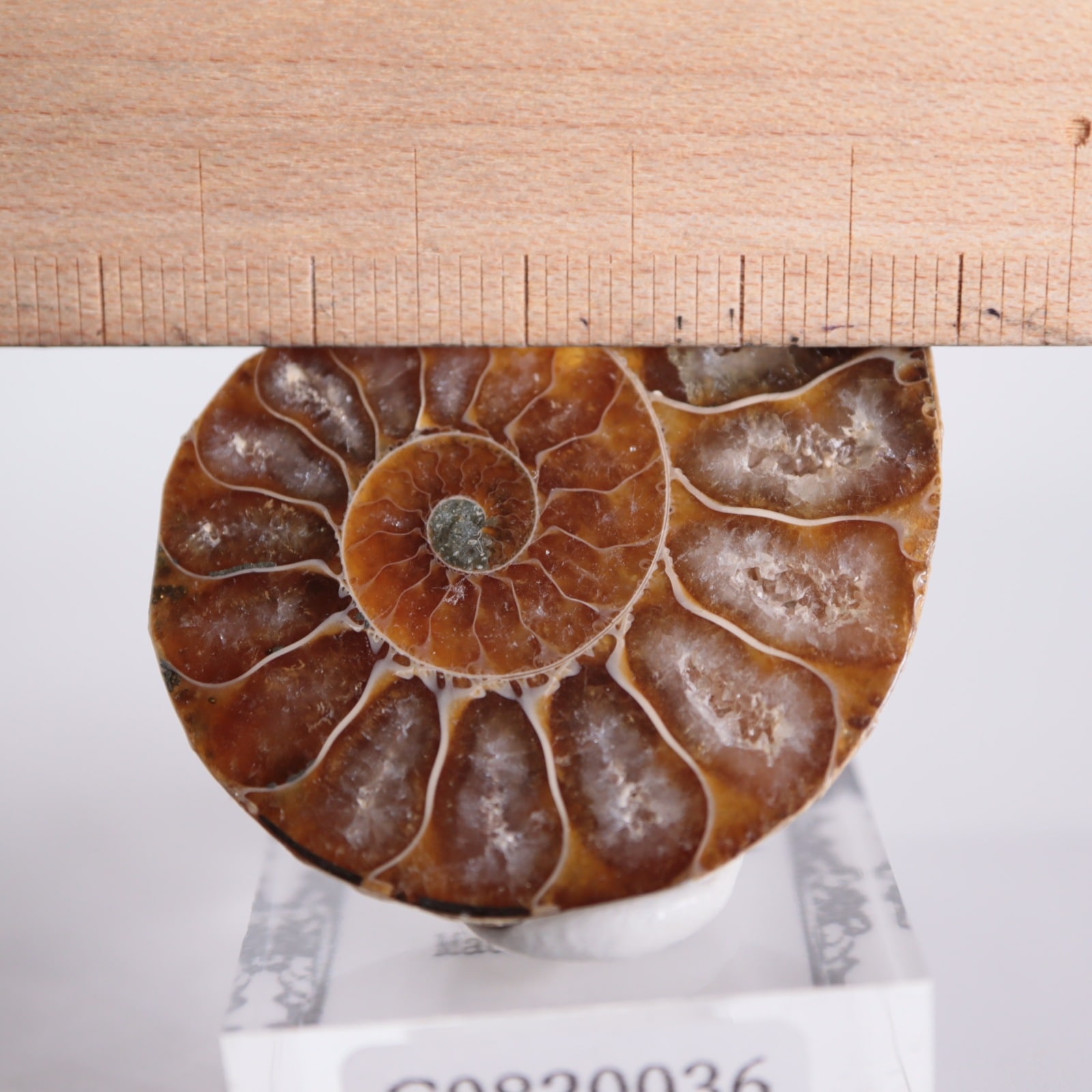 2_000000003783.jpg?1678209904