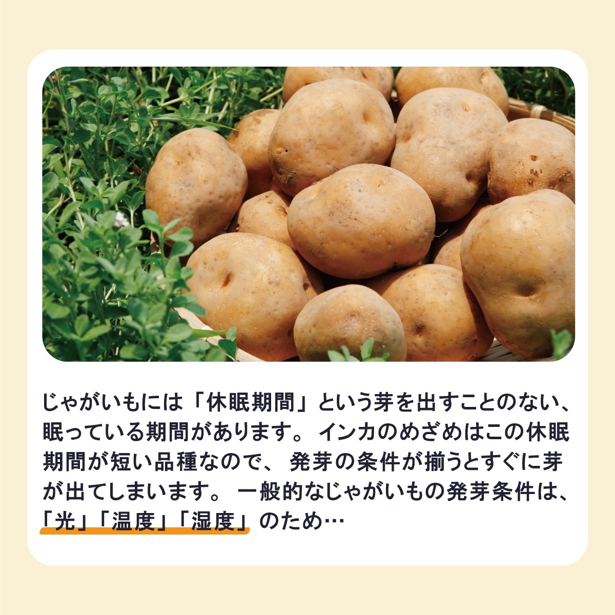 茨城県産 じゃがいも インカのめざめ LMサイズ 10kg【常温】 | 野菜