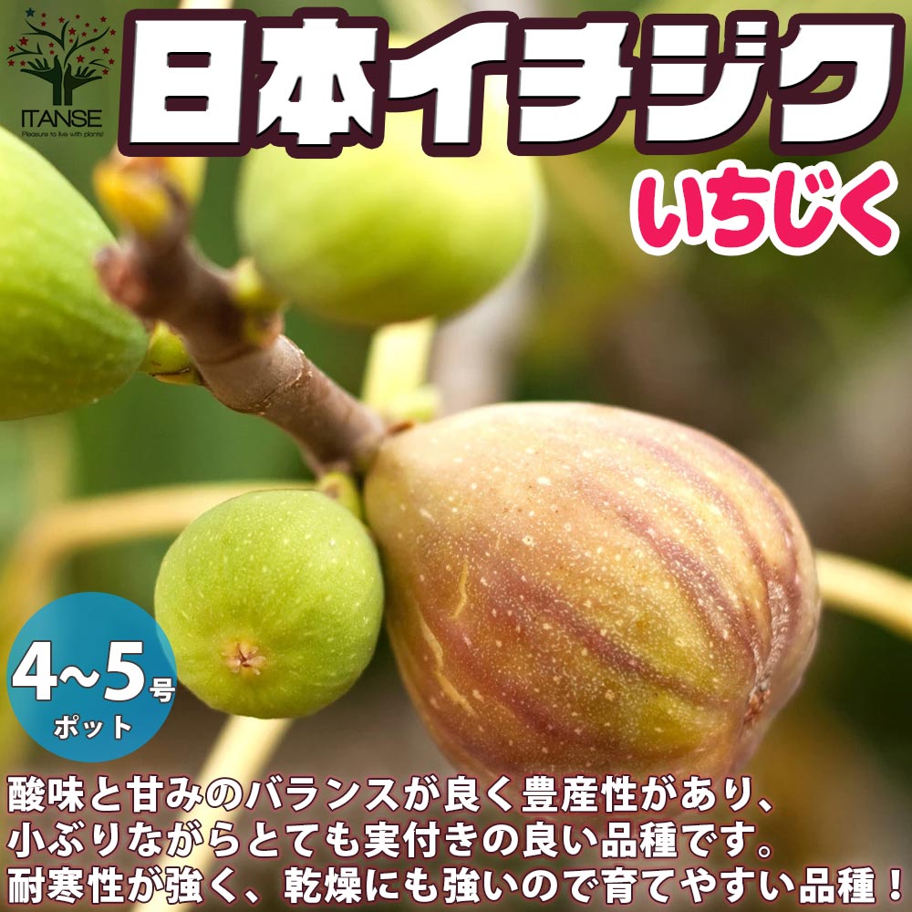イチジクの苗木 日本イチジク【果樹の苗木 12～15cmポット 1年生 挿木