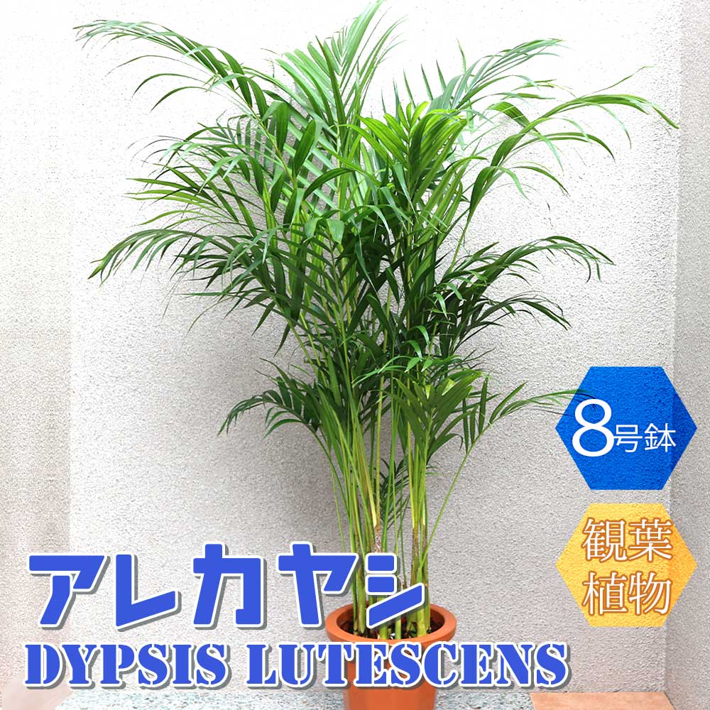 アレカヤシ【大型 観葉植物 8号鉢／1個】｜ 【植物のITANSE