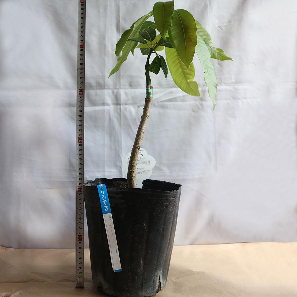 マンゴー キーツの苗木【果樹苗 1年生 接木苗21cmポット／1個