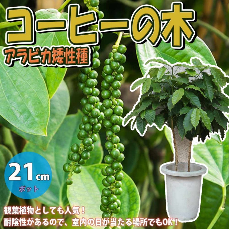 カカオの木の苗木 10.5cmポット苗 お買い得2個セット」耐寒性は無く