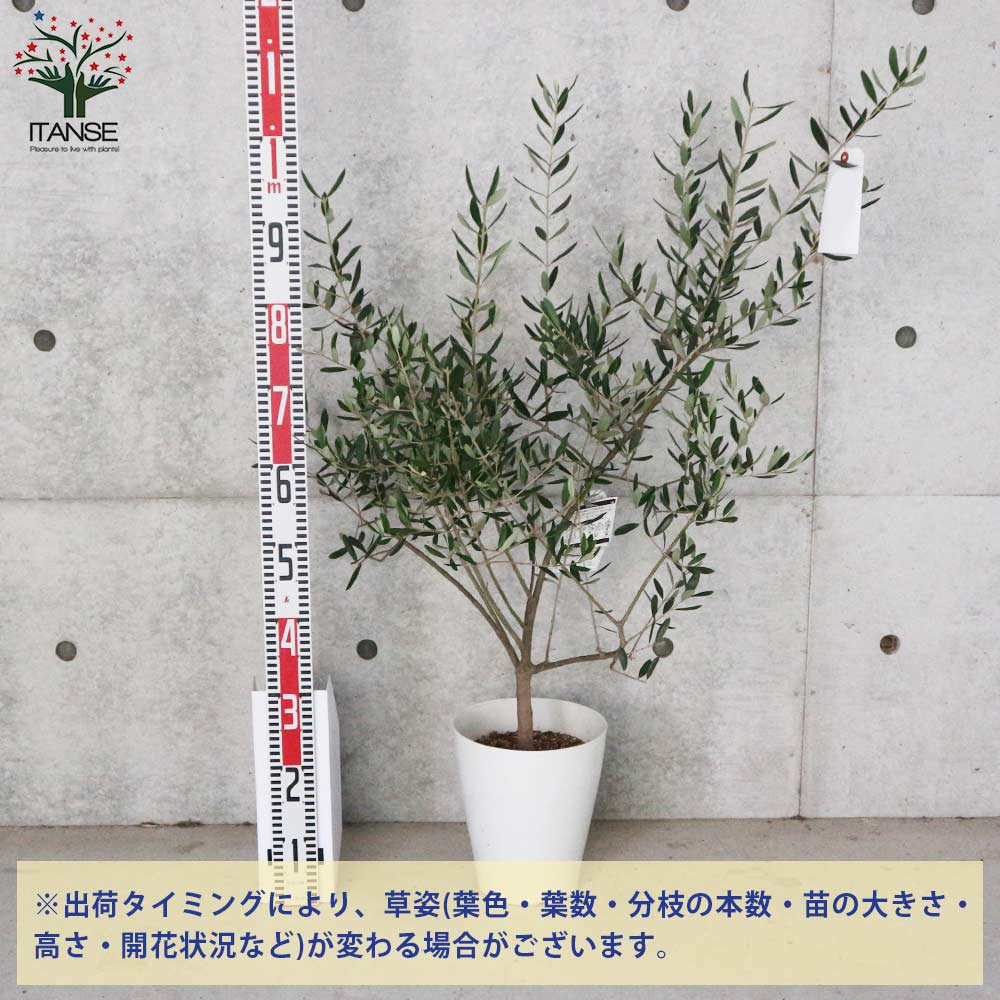 オリーブの苗木 ルッカ【果樹の苗木 7号白テーパード鉢／1個売り