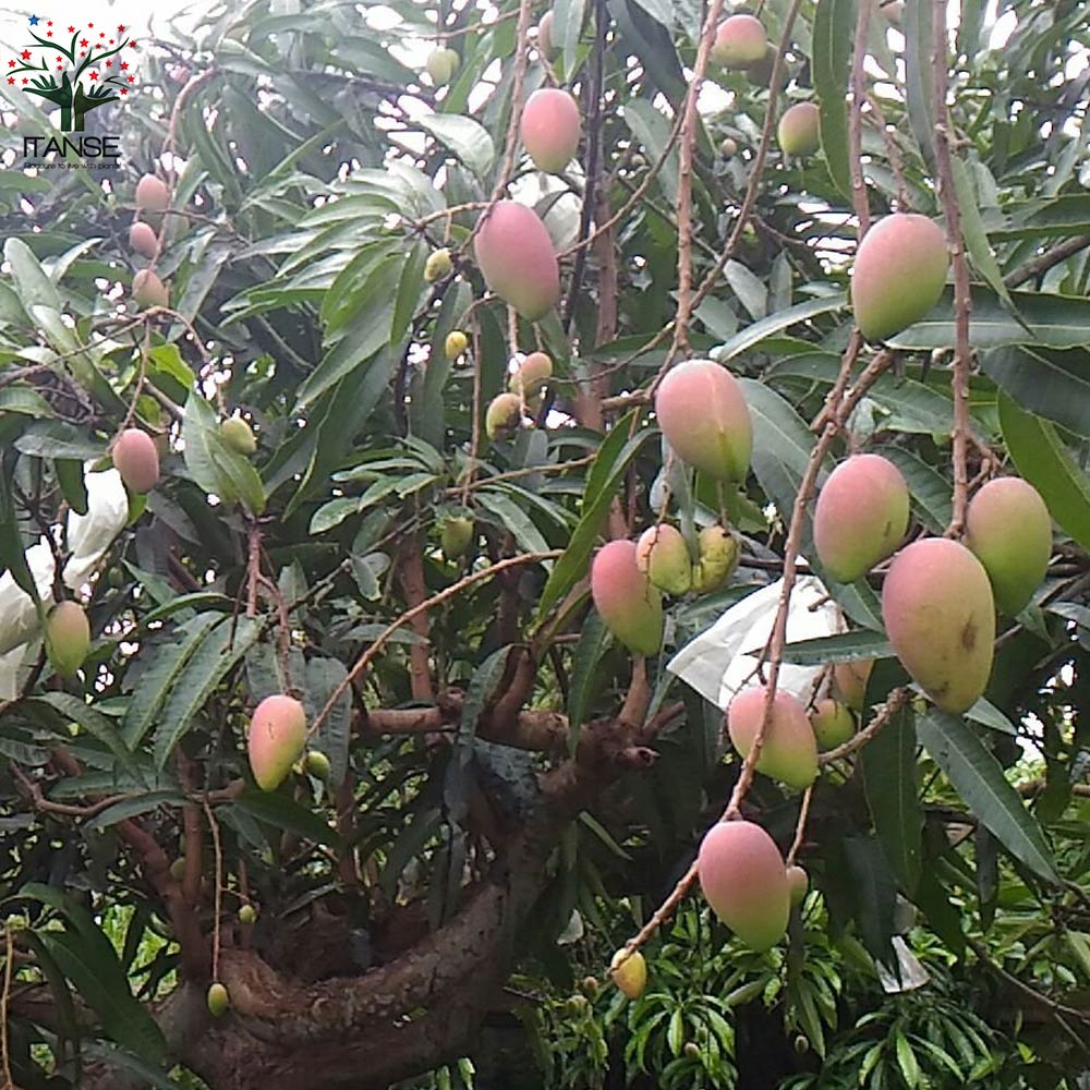 マンゴーの苗木 紅龍(こうりゅう)【果樹の苗木 6号硬質ポット 2年生