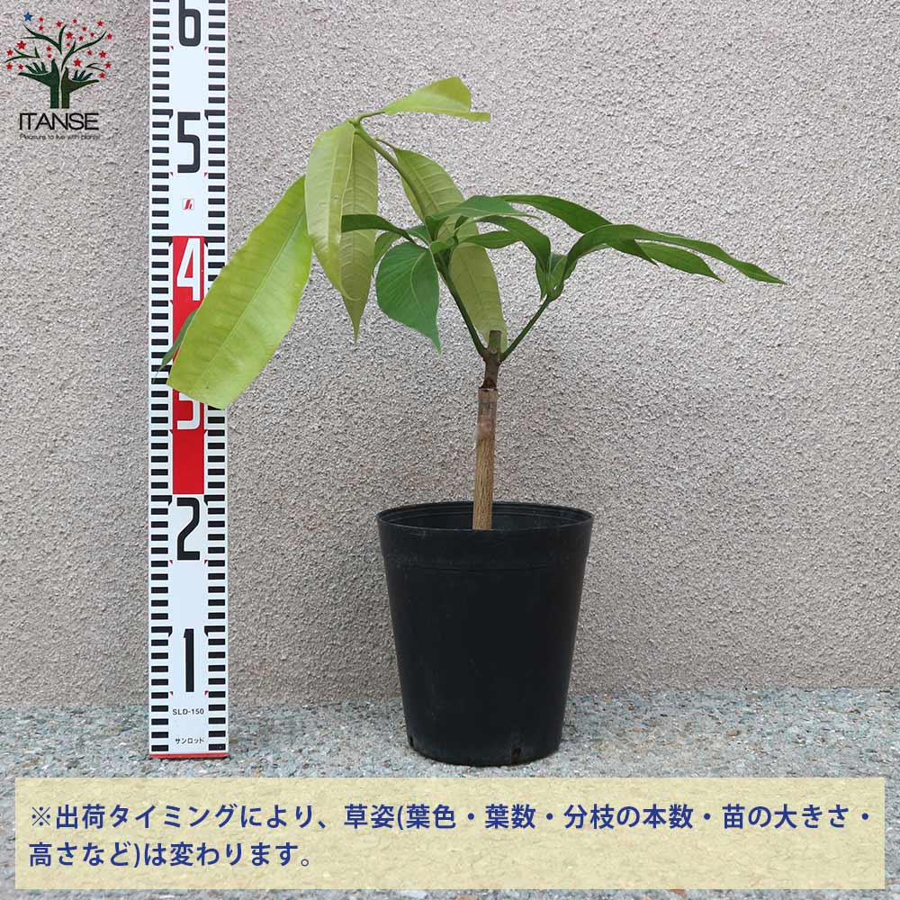 マンゴーの苗木 紅龍(こうりゅう)【果樹の苗木 6号硬質ポット 2年生