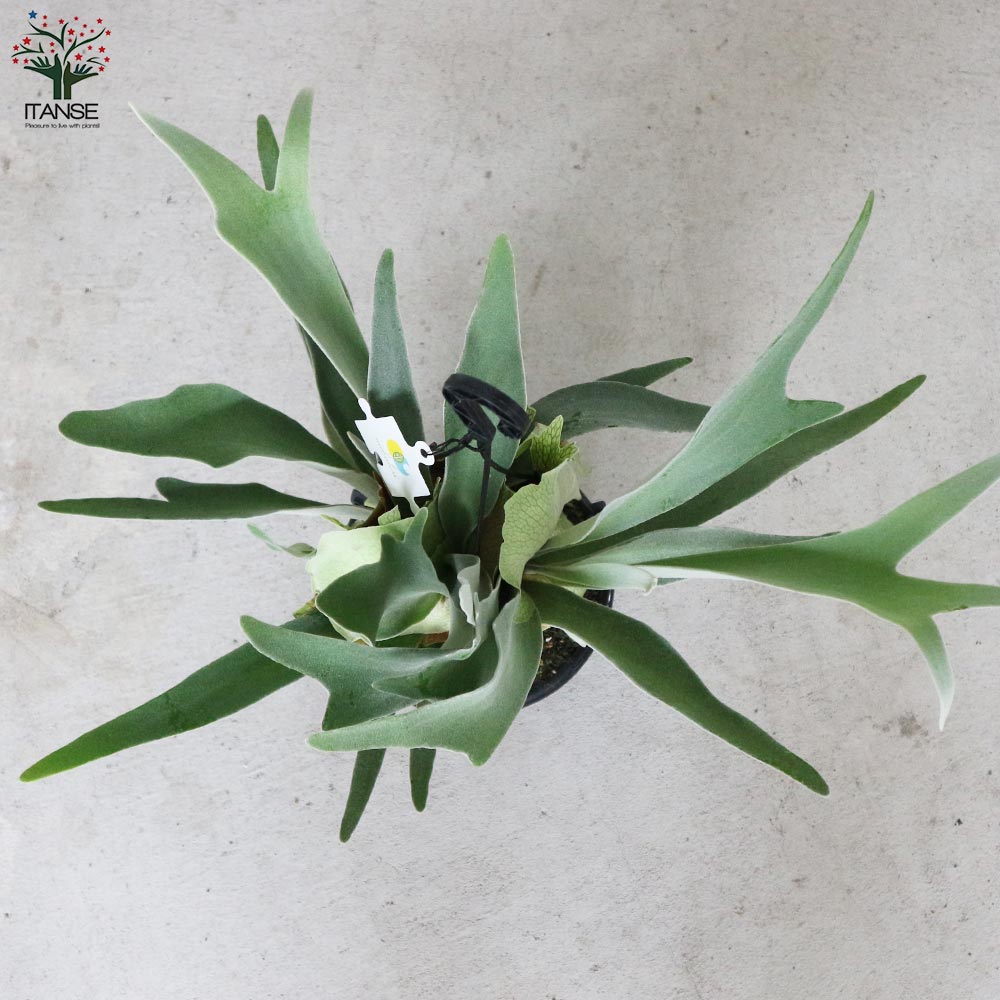 ビカクシダ(コウモリラン) 品種：ビーチー【観葉植物 吊り鉢 5号鉢