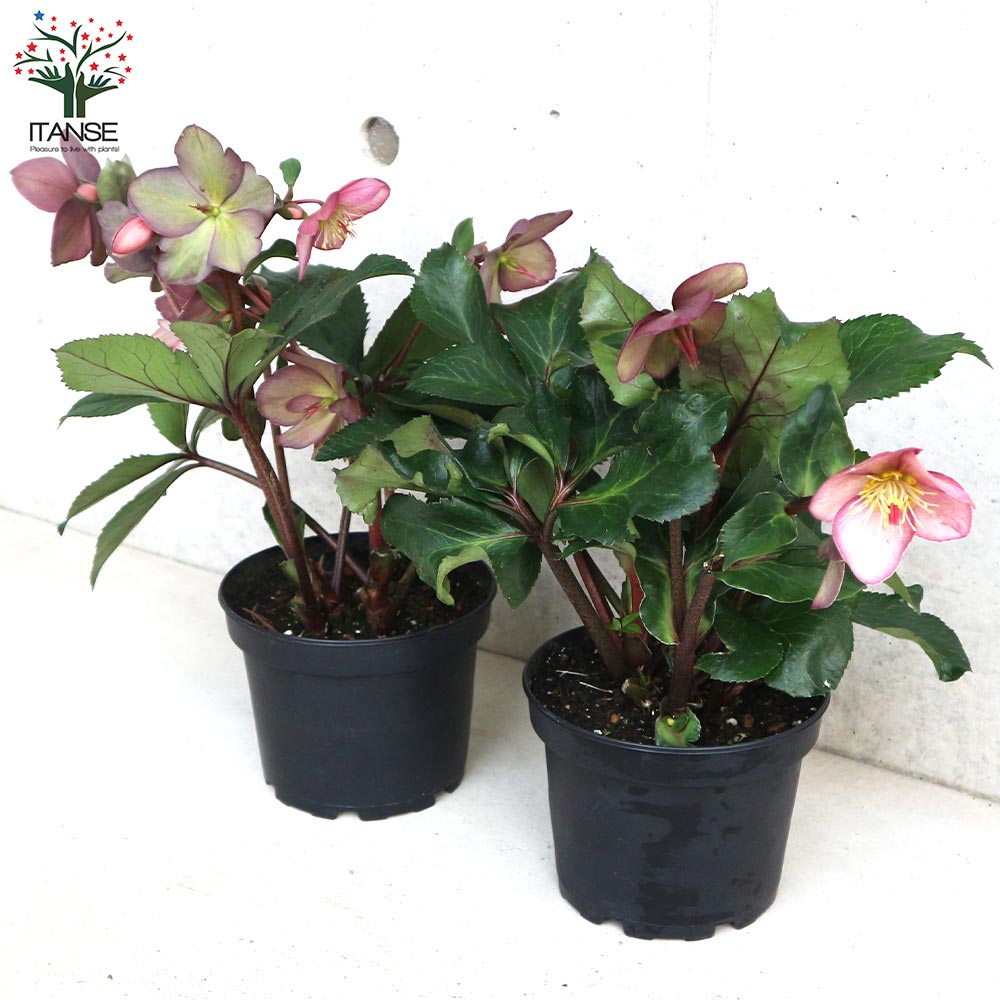 クリスマスローズ 氷の薔薇 ローズ【花苗 5号鉢／1個売り】｜ 【植物の