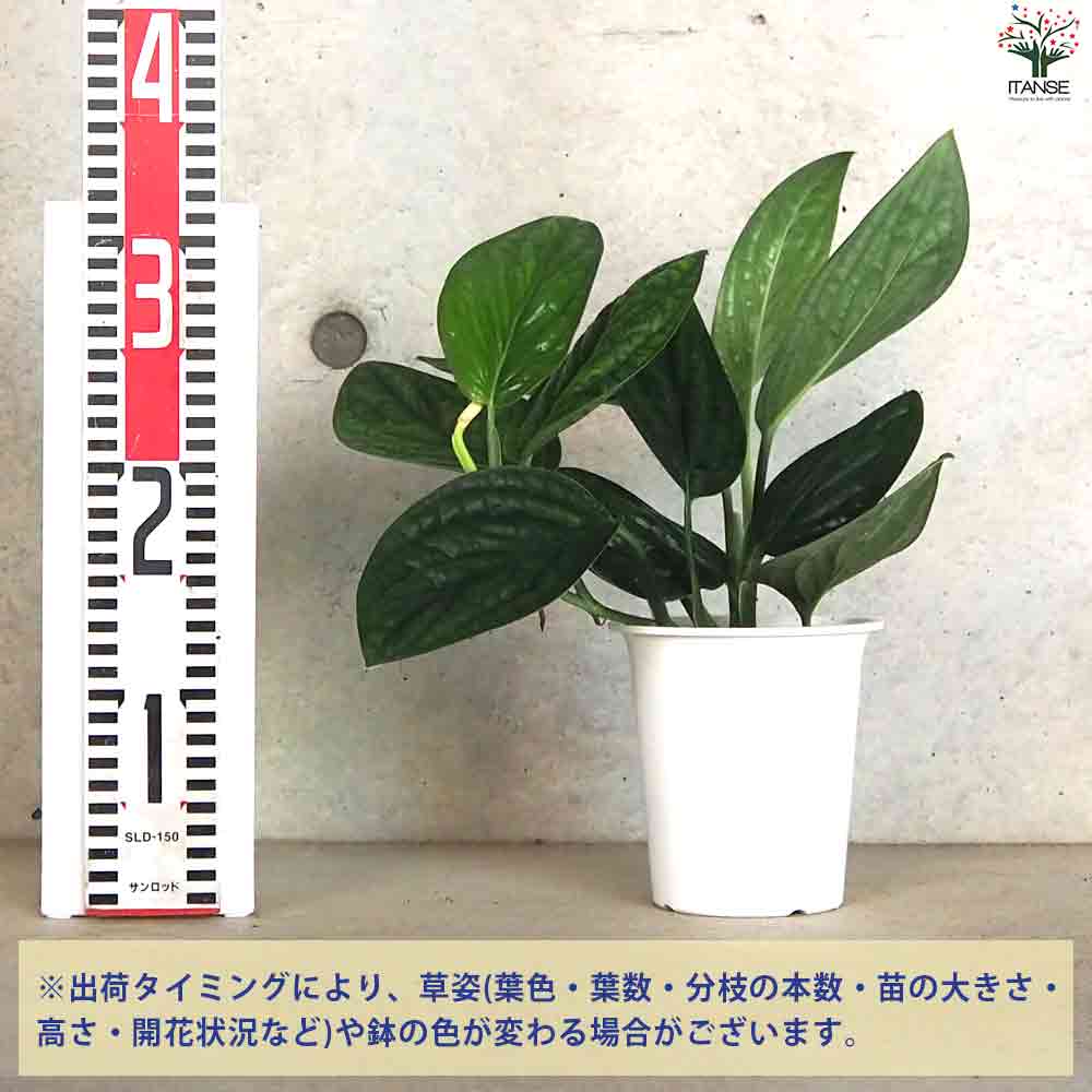 モンステラ ジェイドウイング 【観葉植物 4号ポット】｜ 【植物の