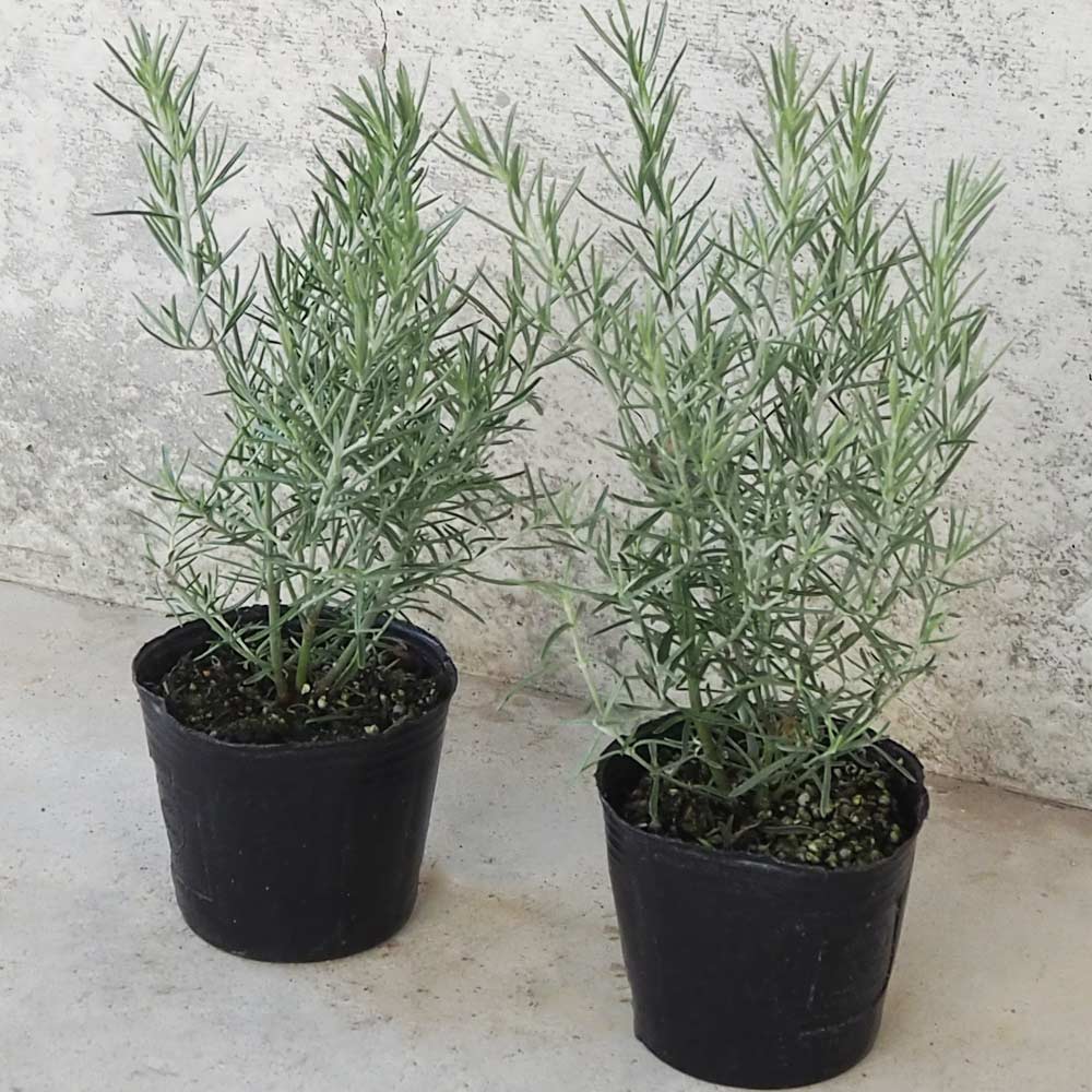 ミントブッシュ シルバーリーフ【花苗 3号ポット】｜ 【植物の