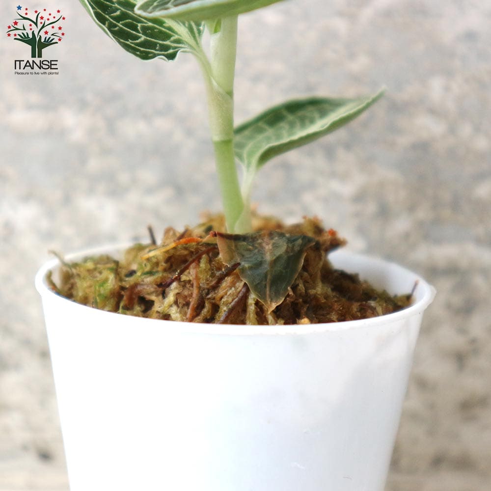 アネクトキルス・ロクスバーギー／ジュエルオーキッド・水草【観葉植物