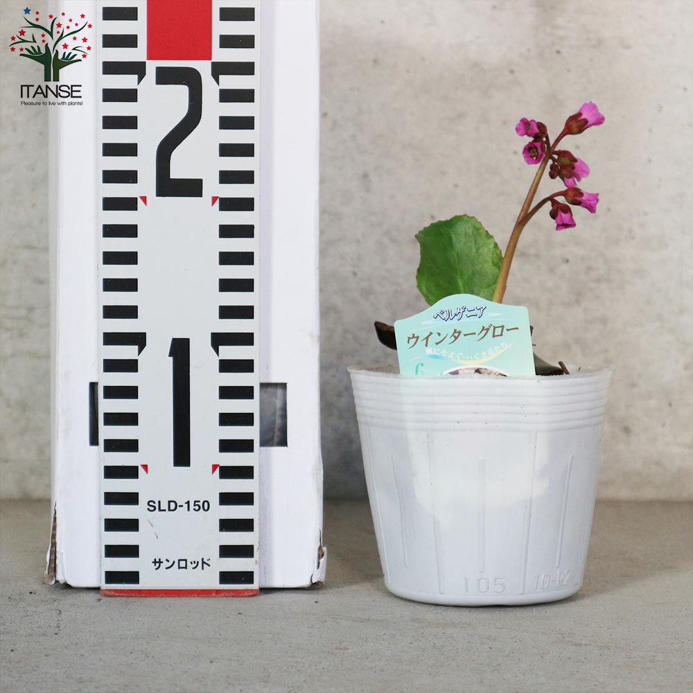 ベルゲニア・ウインターグロー (ヒマラヤユキノシタ)【花苗 3.5号