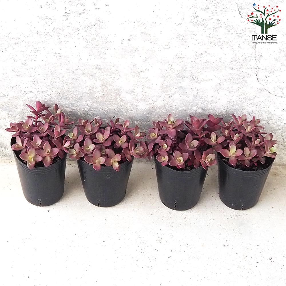 セダム サンスパークラー・ファイヤークラッカー【多肉植物 2.5～3号