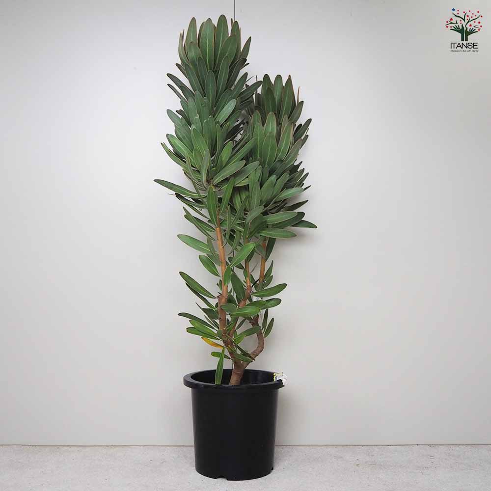 プロテア スペシャルピンクアイス 【花木苗 8号鉢／1個売り】｜ 【植物