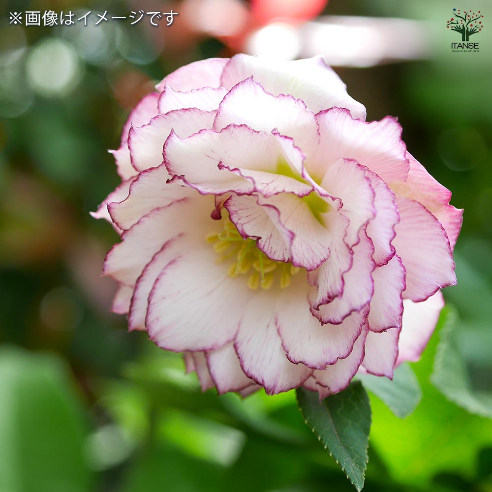 蒼ララ様ご購入苗㉖-139㉖-216クリスマスローズ 蒼ララ様ご購入苗㉖