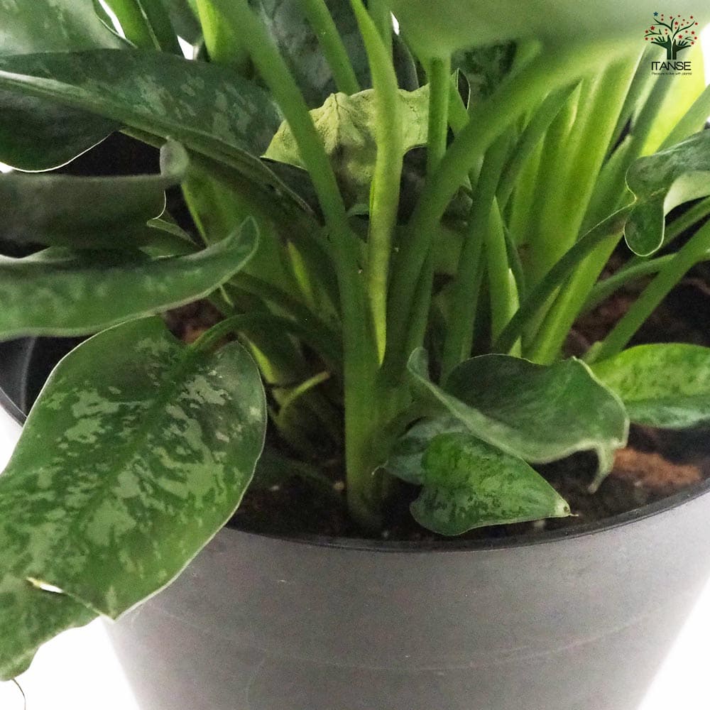 観葉植物 スキスマトグロッティス 【観葉植物 7号鉢／1個売り