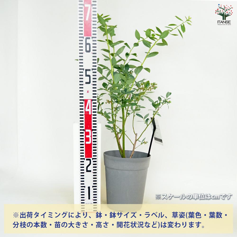 ブルーベリー デライト 【果樹の苗木 6号／1個売り】｜ 【植物の