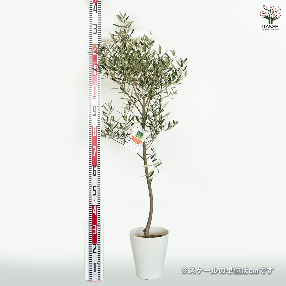 オリーブ ホジブランコ 白テーパ鉢 【果樹の苗木 7号／1個売り