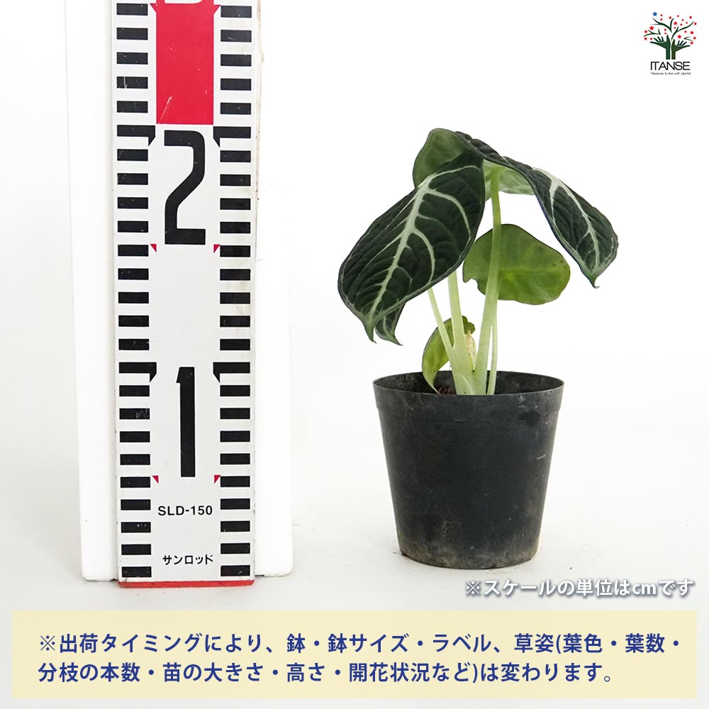 アロカシア ニンジャ 【観葉植物 3号】｜ 【植物のITANSE】全品