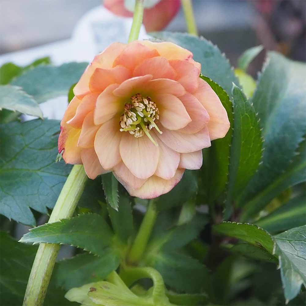 クリスマスローズ あんず小鞠(こまり) 【花苗 5号／1個売り】｜ 【植物