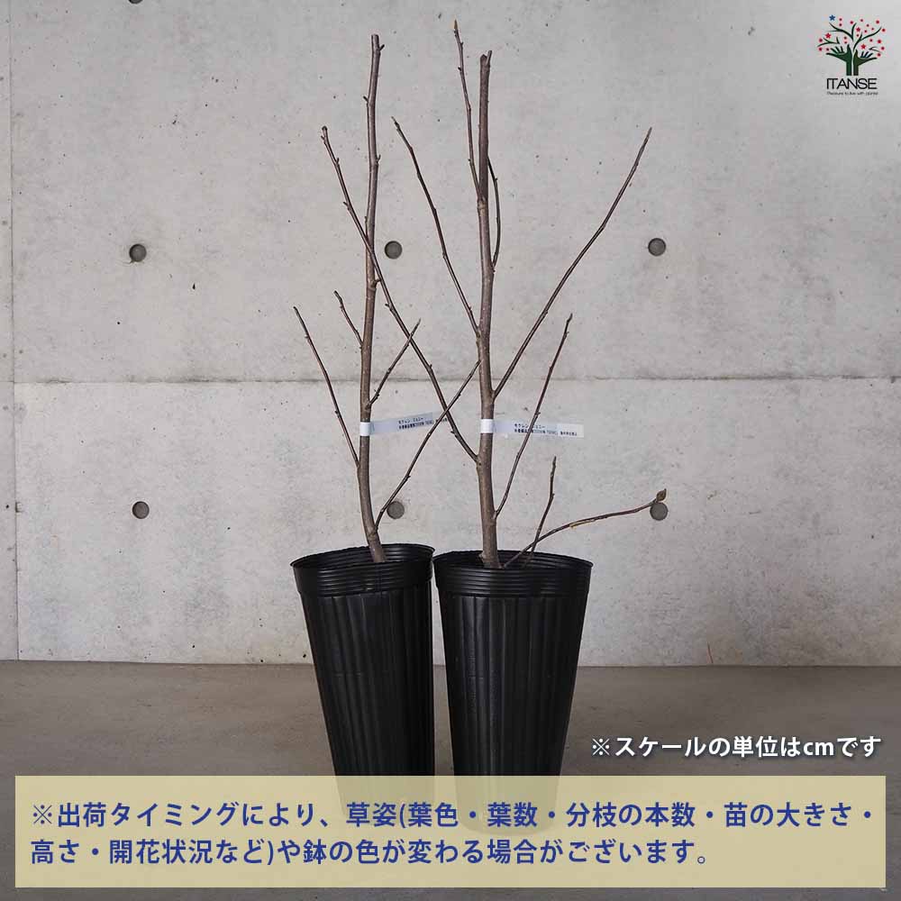 ハイブリッドモクレン ジェニー 【花木苗 4号ロングポット／1個売り