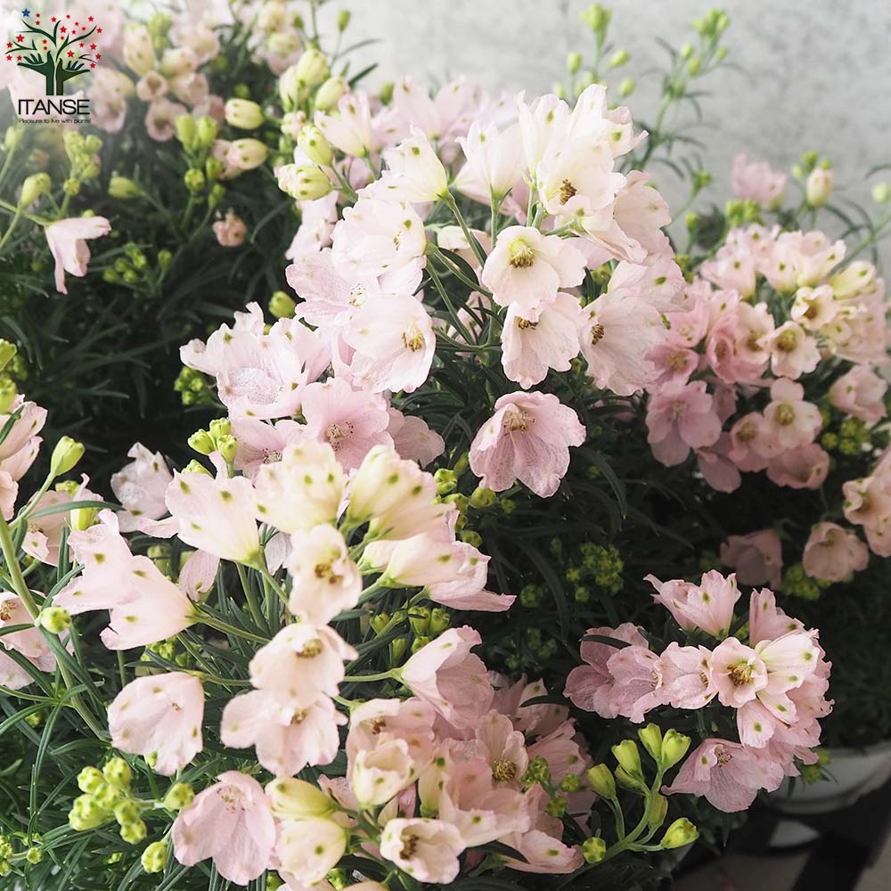 デルフィニウム さくらひめ【花苗 4号ポット】｜ 【植物のITANSE