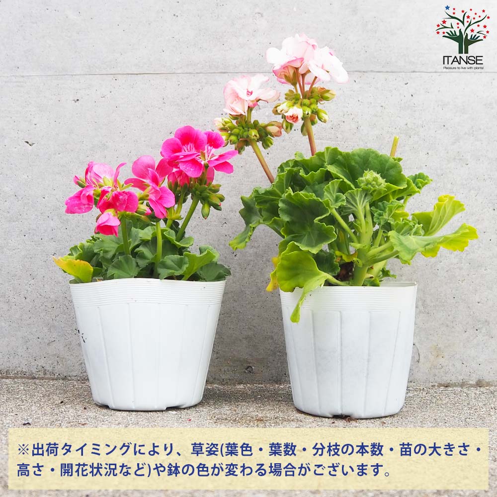 ゼラニウム 2品種セット【花苗 3.5号】｜ 【植物のITANSE】全品