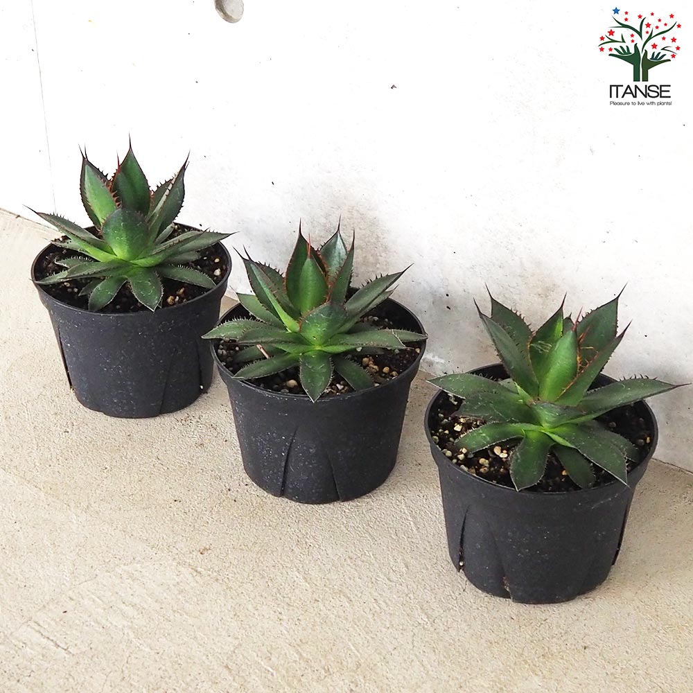 アガベ ホリダ【多肉植物 5号鉢／1個売り】｜ 【植物のITANSE