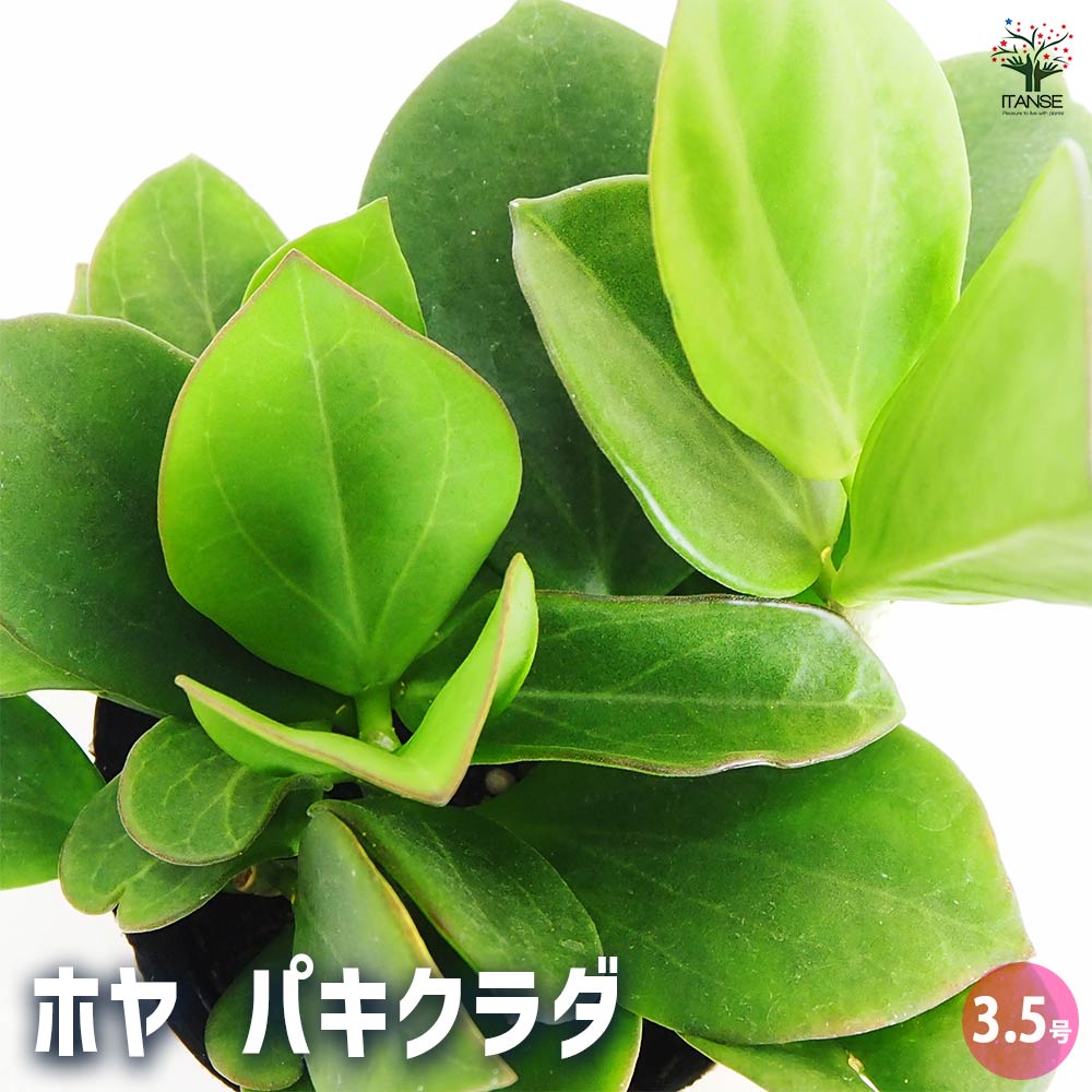 ホヤ (桜ラン) パキクラダ 【観葉植物 3.5号】｜ 【植物のITANSE