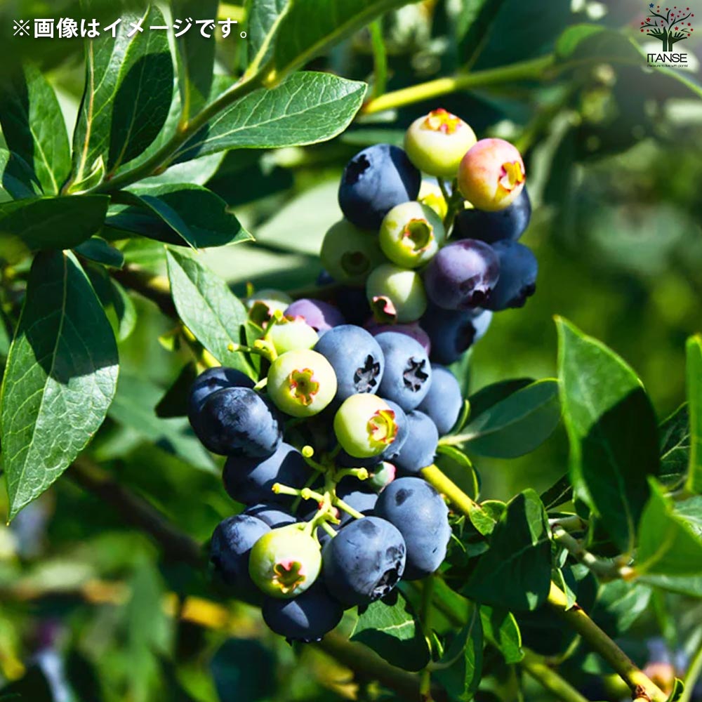 ブルーベリー苗シャープブルー大苗2本セット ブルーベリー苗 シャープ