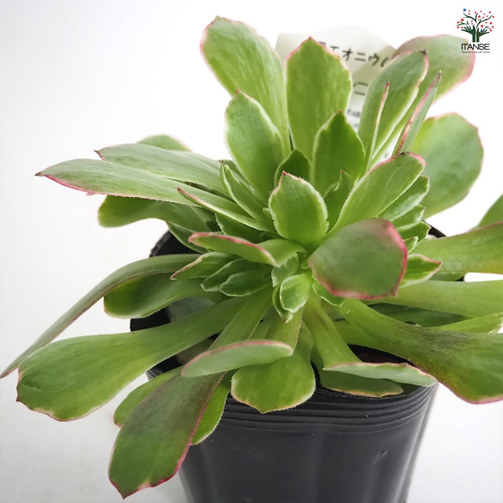アエオニウム ハロウィン錦 【多肉植物 3～3.5号】｜ 【植物の