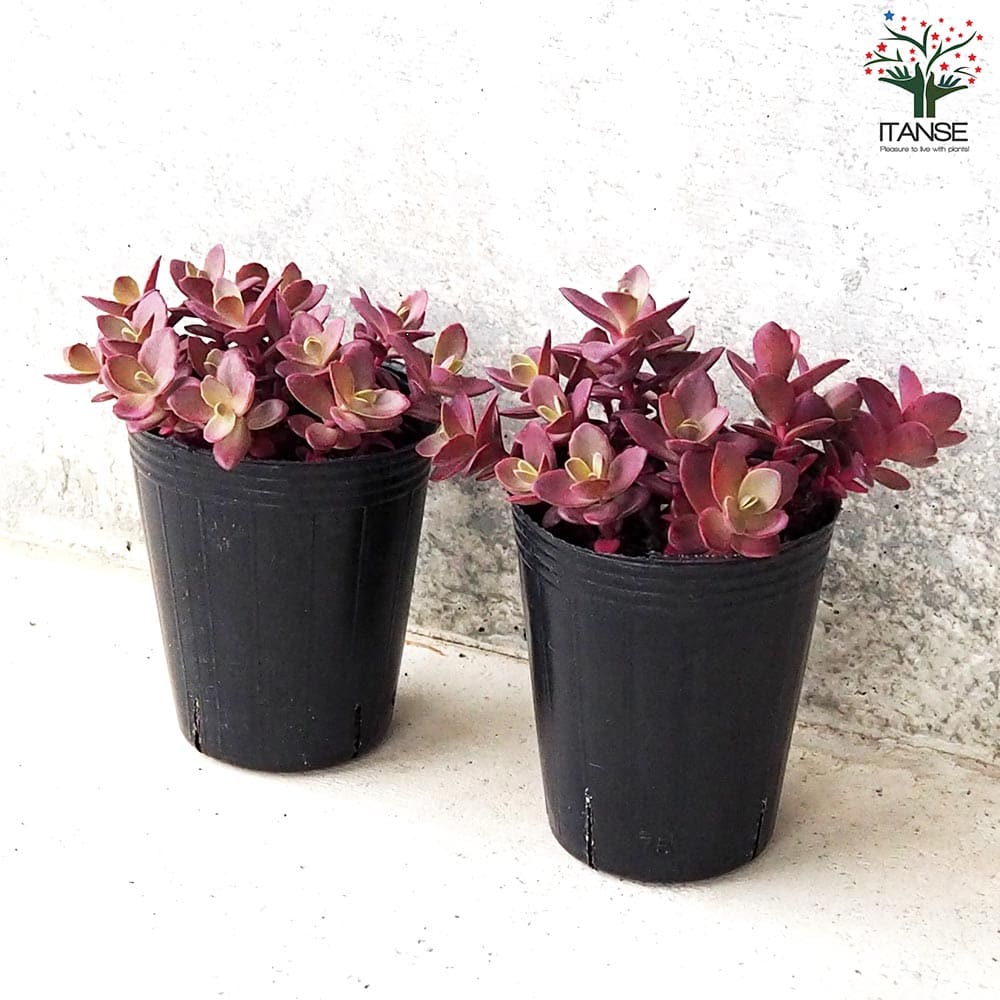 セダム サンスパークラー・ファイヤークラッカー【多肉植物 2.5～3号