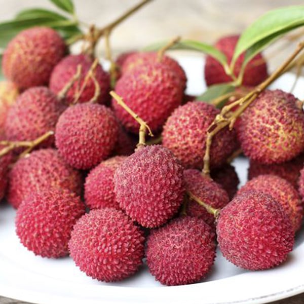 ライチ 玉荷包(ぎょくかほう)とり木大苗 Lサイズ 4～5年生苗 」【6号