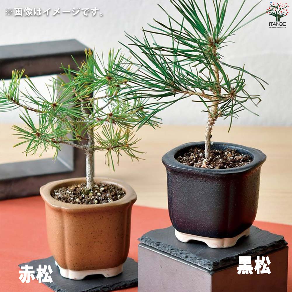 栽培セット The BONSAI 黒松【盆栽／1個売り】｜ 【植物のITANSE