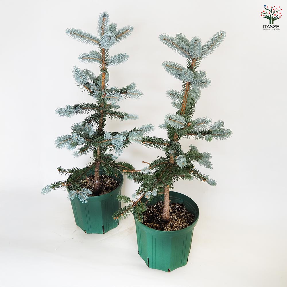 ピセア プンゲンス ホプシー 【花木苗 8号／1個売り】｜ 【植物の