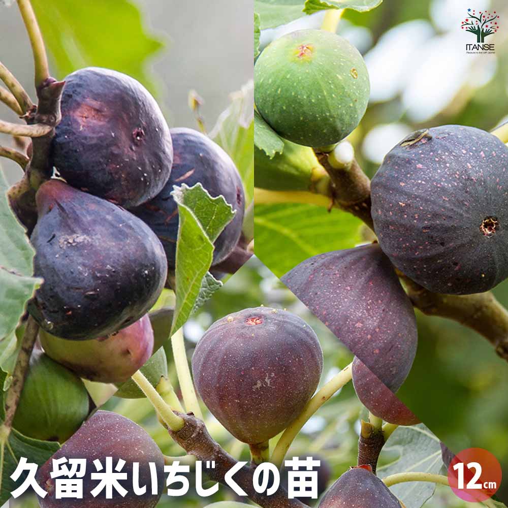 イチジクの苗木 久留米いちじく【果樹の苗 12cmポット苗】(くろあま ば