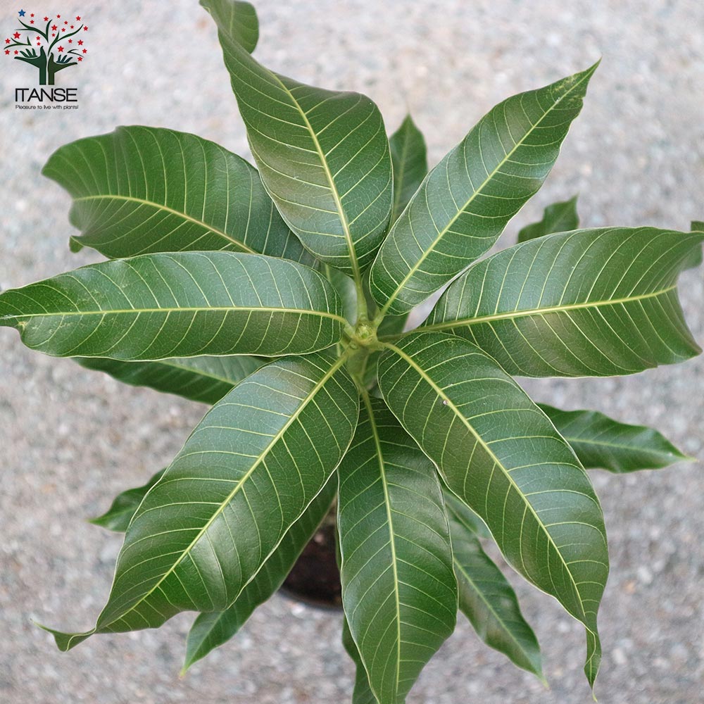 マンゴーの苗木 ナンドクマイ【果樹の苗木 6号硬質ポット 2年生 接木苗