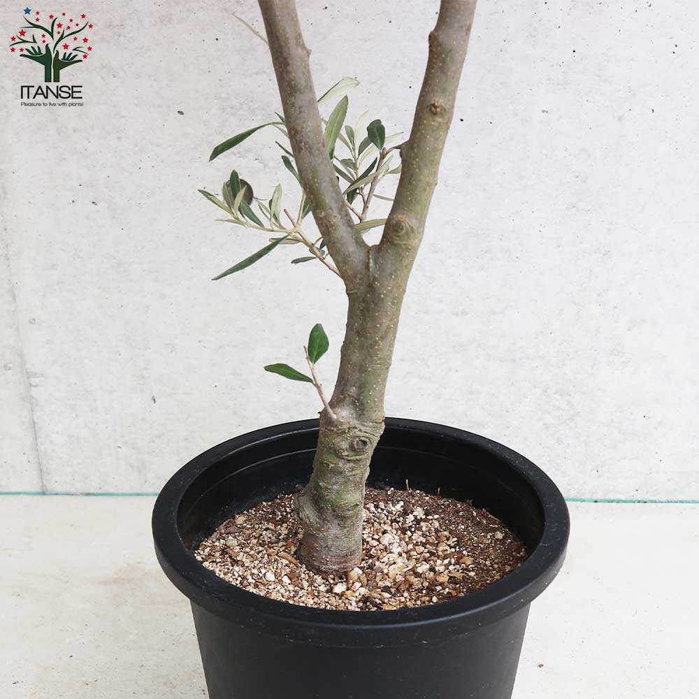 オリーブの苗木 品種：シプレッシーノ【果樹の苗木 8号ポット (幹が