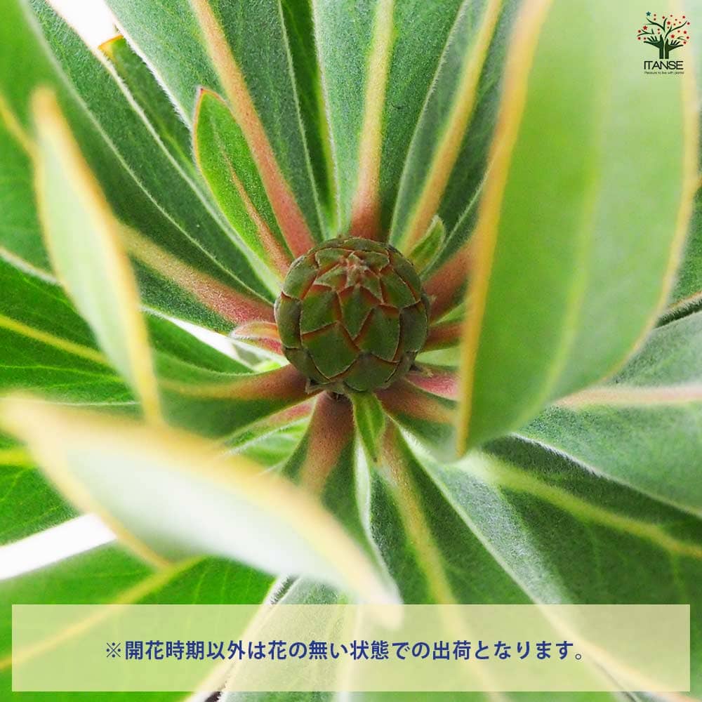プロテア スペシャルピンクアイス 【花木苗 7号鉢／1個売り】｜ 【植物
