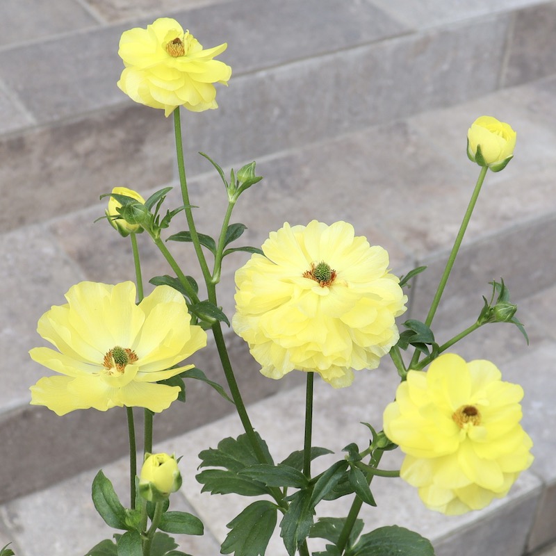 画像(最後3枚)の現品1点のみ☆ラナンキュラス・ラックス「ピュタロス