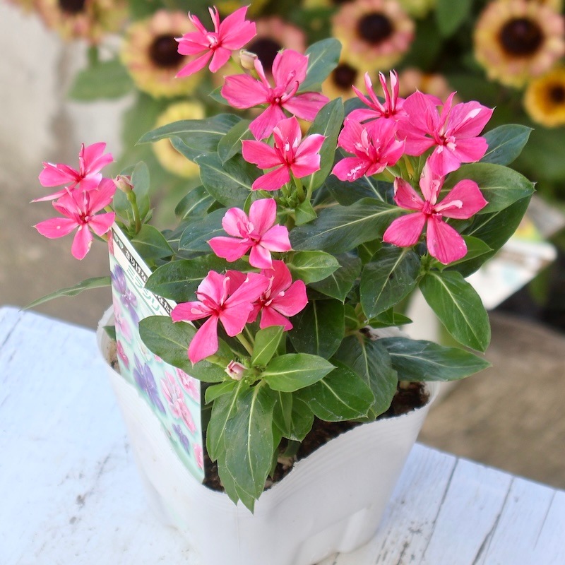 八重咲き☆北島園芸さんのビンカ(日々草)ミラシリーズ「ミラ チェリー