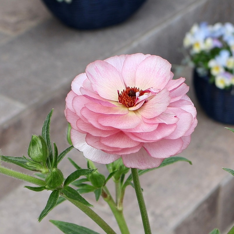 2025年新品種♪画像の現品いずれか☆ラナンキュラス・ラックス