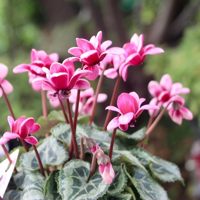 画像で花の色・形を選べる!! 八重咲きミニシクラメン「フェアリーピコ