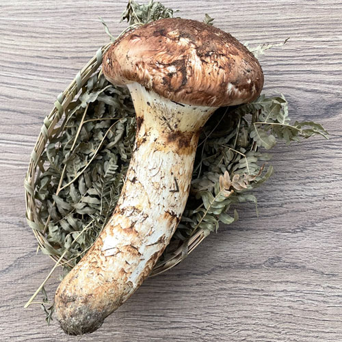 松茸 北海道 700g 訳あり ③ 松茸 北海道 700g 訳あり ③ 松茸 北海道