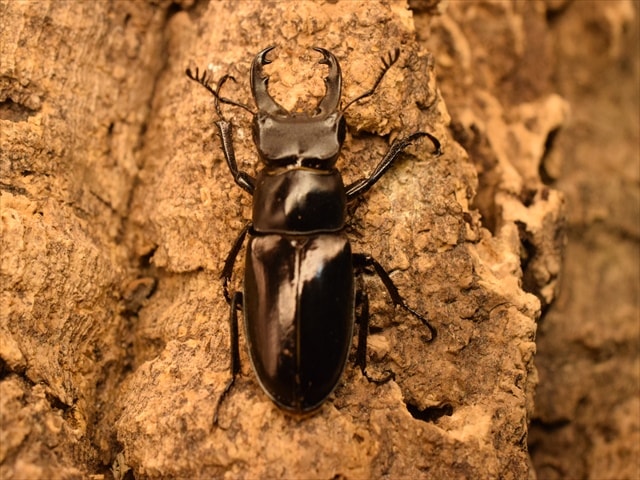 希少】ミクラミヤマクワガタ34mmペア | 国産クワガタ 成虫 | 極