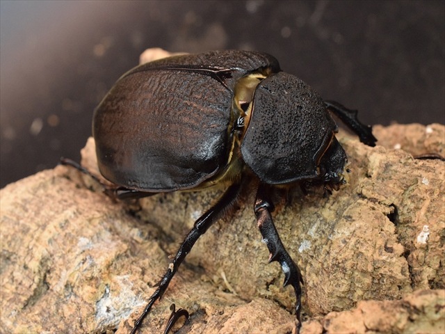 大型ペア】アクティオンゾウカブト（アクタエオンゾウカブト）【新成虫