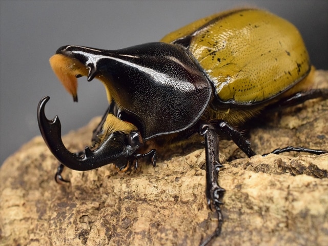 希少】ヘラクレスリッキー92mmBペア【ウカヤリ産】 | 外国産