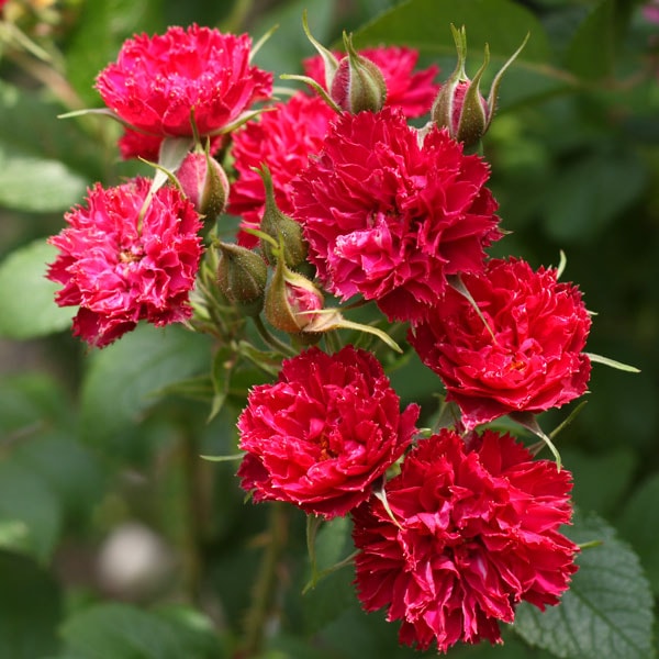 バラ苗 図鑑 F.J グルーテンドルスト F.J. Grootendorst 国産ノイバラ