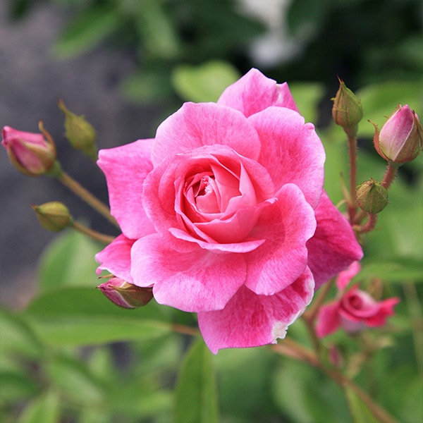 バラ苗 図鑑 ブリリアント ピンク アイスバーグ Brilliant Pink