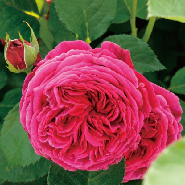 バラ苗 図鑑 フォールスタッフ Falstaff 国産ノイバラ台木使用